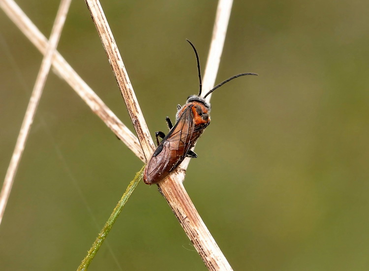 E'' un Miridae? no, Tenthredinidae... Dolerus triplicatus